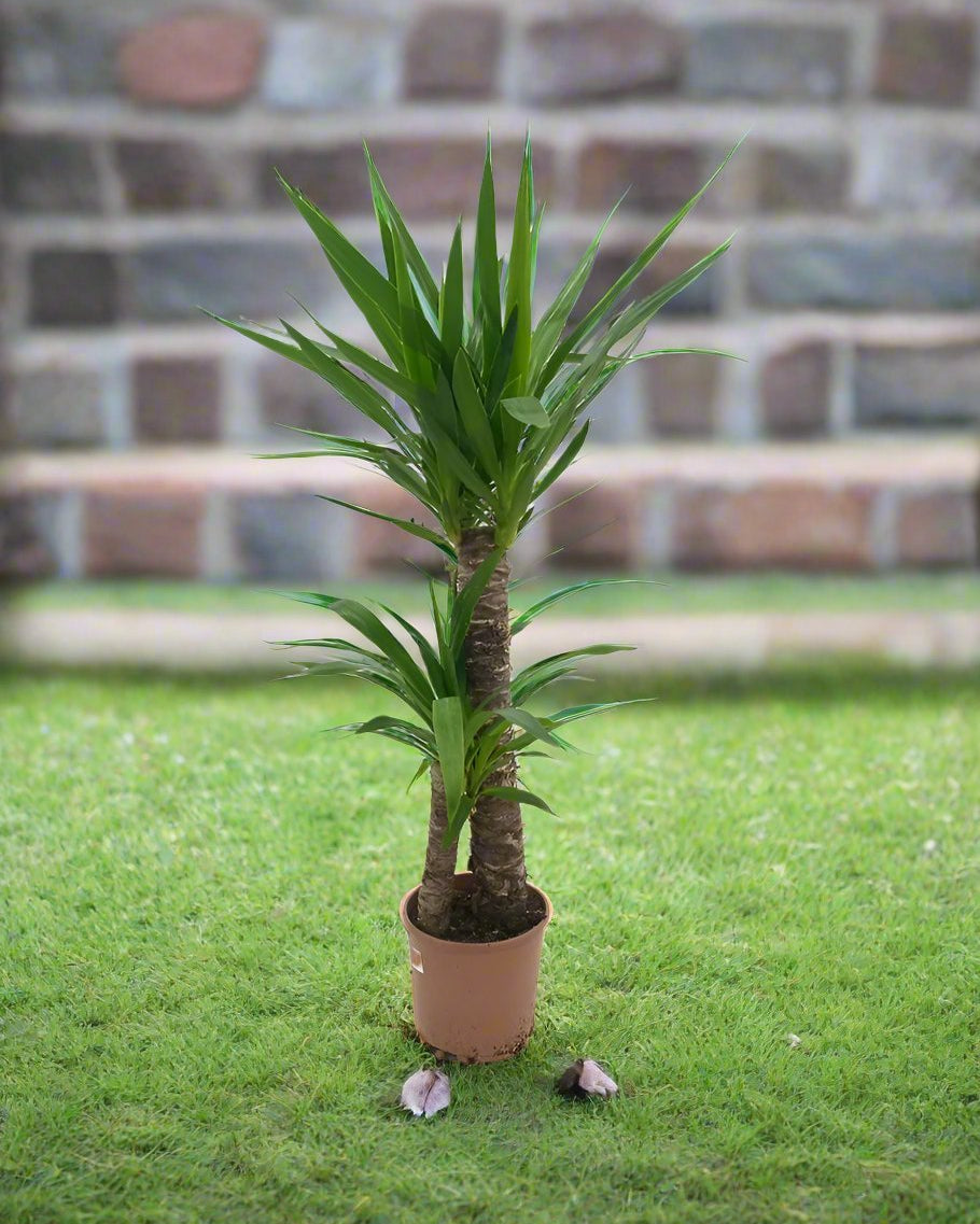 Spanish Boyonet (Yucca loifolia) - Acacia Garden Center