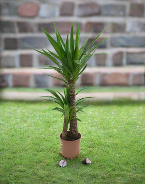 Spanish Boyonet (Yucca loifolia) - Acacia Garden Center