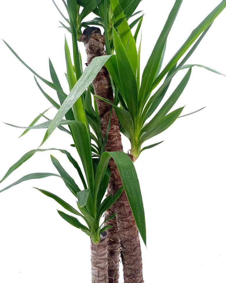 Spanish Boyonet (Yucca loifolia) - Acacia Garden Center