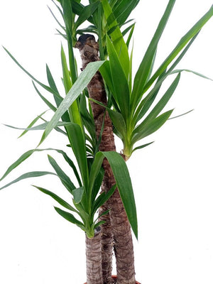 Spanish Boyonet (Yucca loifolia) - Acacia Garden Center