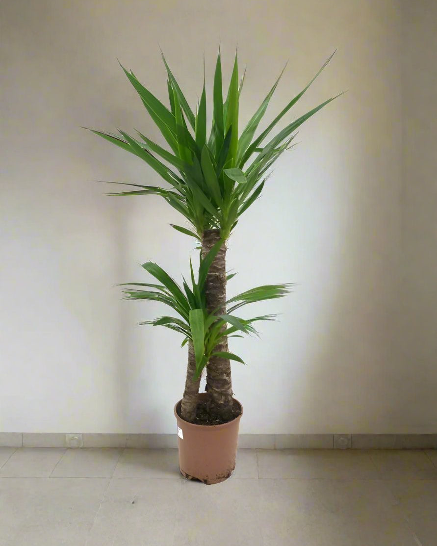 Spanish Boyonet (Yucca loifolia) - Acacia Garden Center