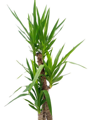 Spanish Boyonet (Yucca loifolia) - Acacia Garden Center