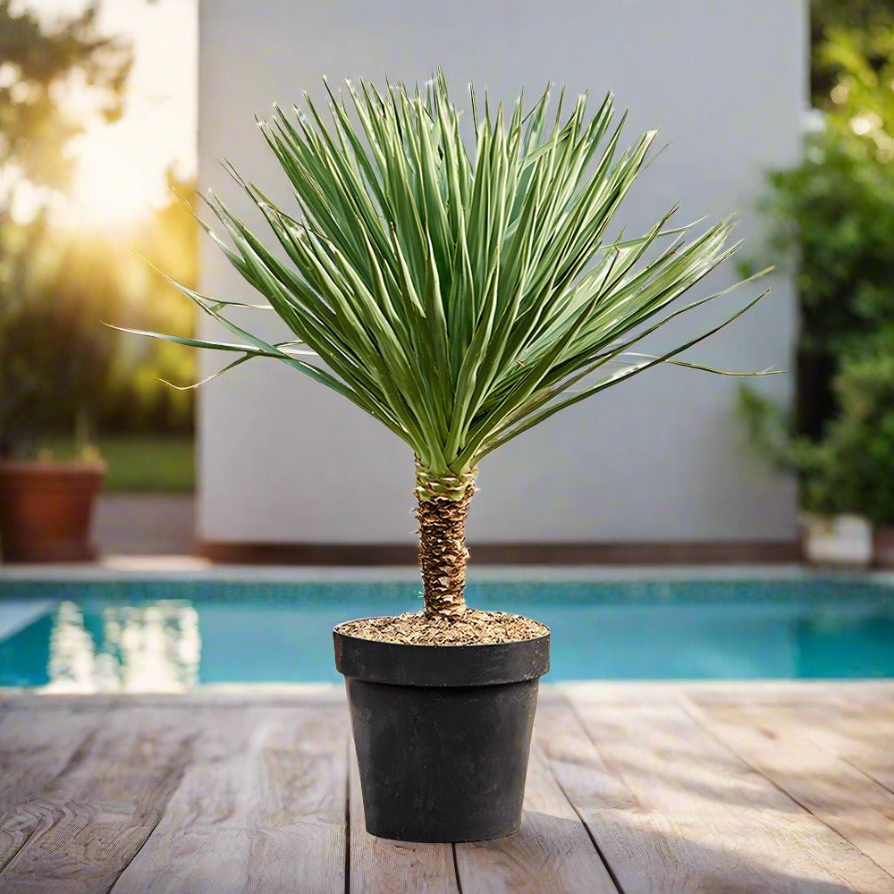 Spanish Dagger (Yucca gloriosa) | 60 - 80cm - Acacia Garden Center