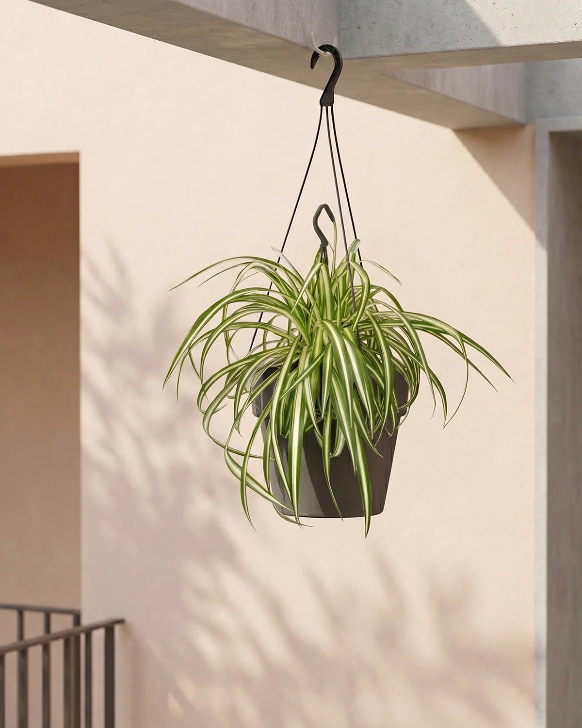 Spider Plant (Chlorophytum comosum) | Potted, Dia. 15–20 cm - Acacia Garden Center