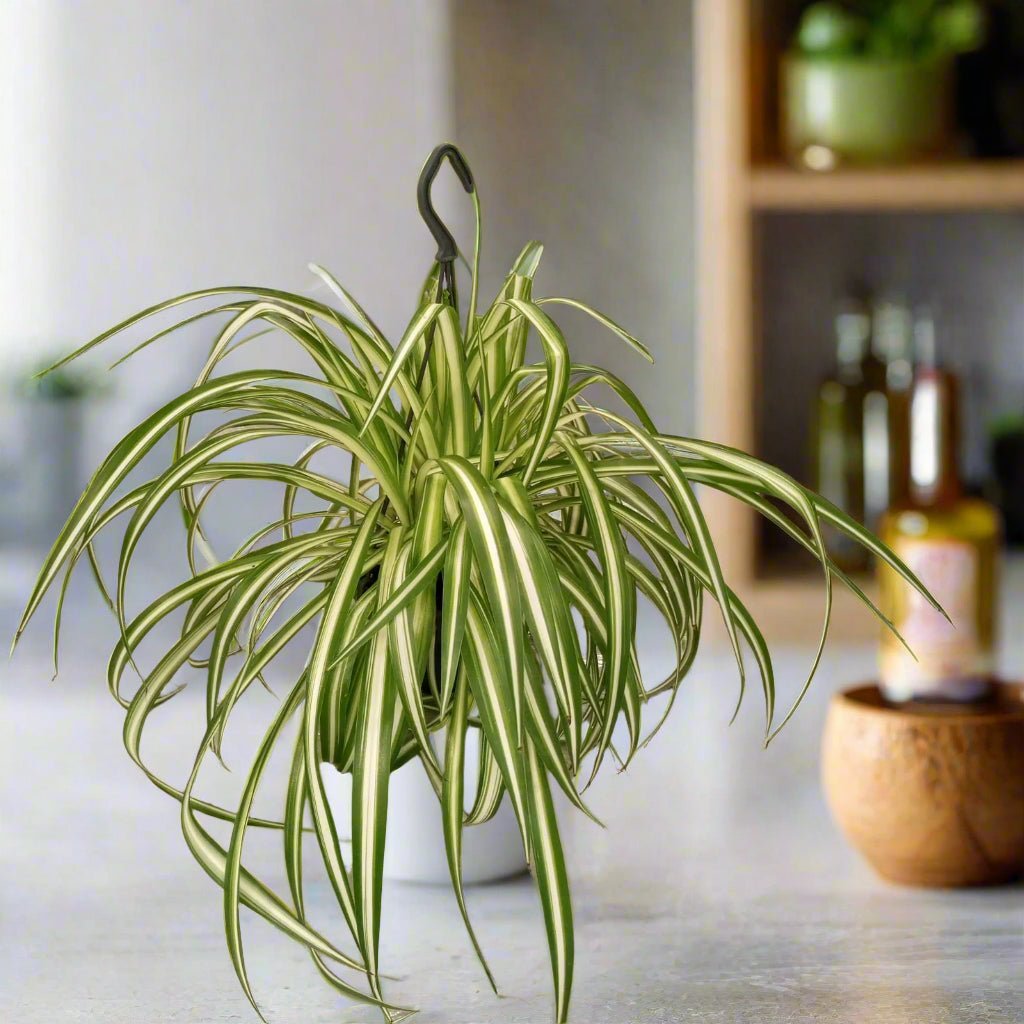 Spider Plant (Chlorophytum comosum) | Potted, Dia. 15–20 cm - Acacia Garden Center