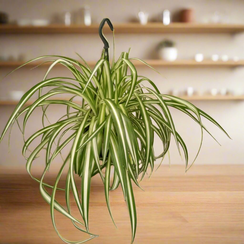 Spider Plant (Chlorophytum comosum) | Potted, Dia. 15–20 cm - Acacia Garden Center
