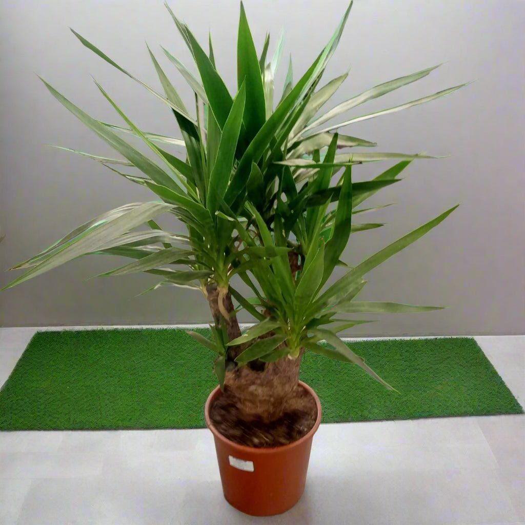 Spineless Yucca (Yucca elephantipes | Giant yucca | Spike Plant) | 70 - 80cm - Acacia Garden Center