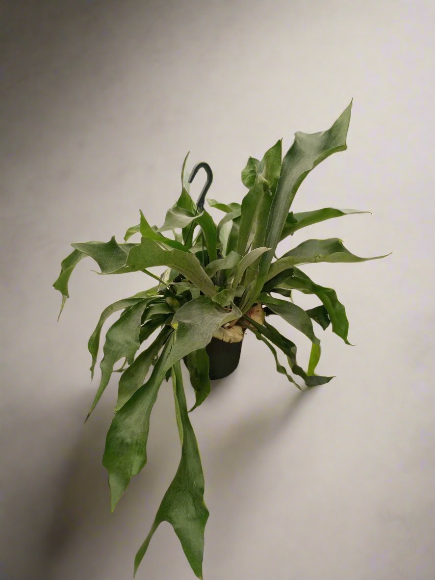 Staghorn Fern (Platycerium Bifurcatum) | 30 - 35cm - Acacia Garden Center
