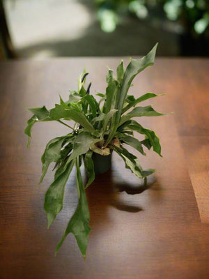 Staghorn Fern (Platycerium Bifurcatum) | 30 - 35cm - Acacia Garden Center