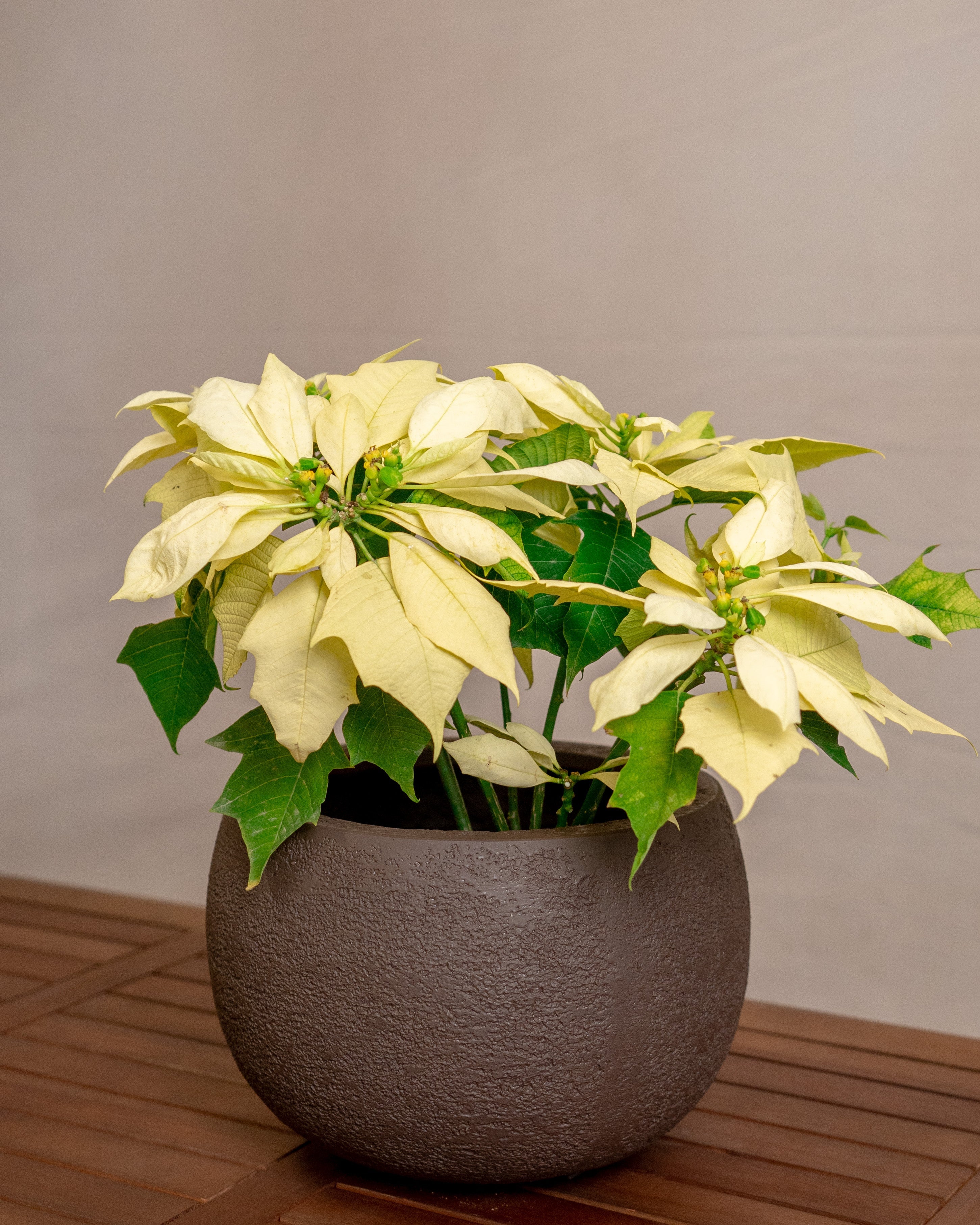 Struttura Balloon Bowl Low | Wide Profile, Dia. 30–55 cm - Acacia Garden Center