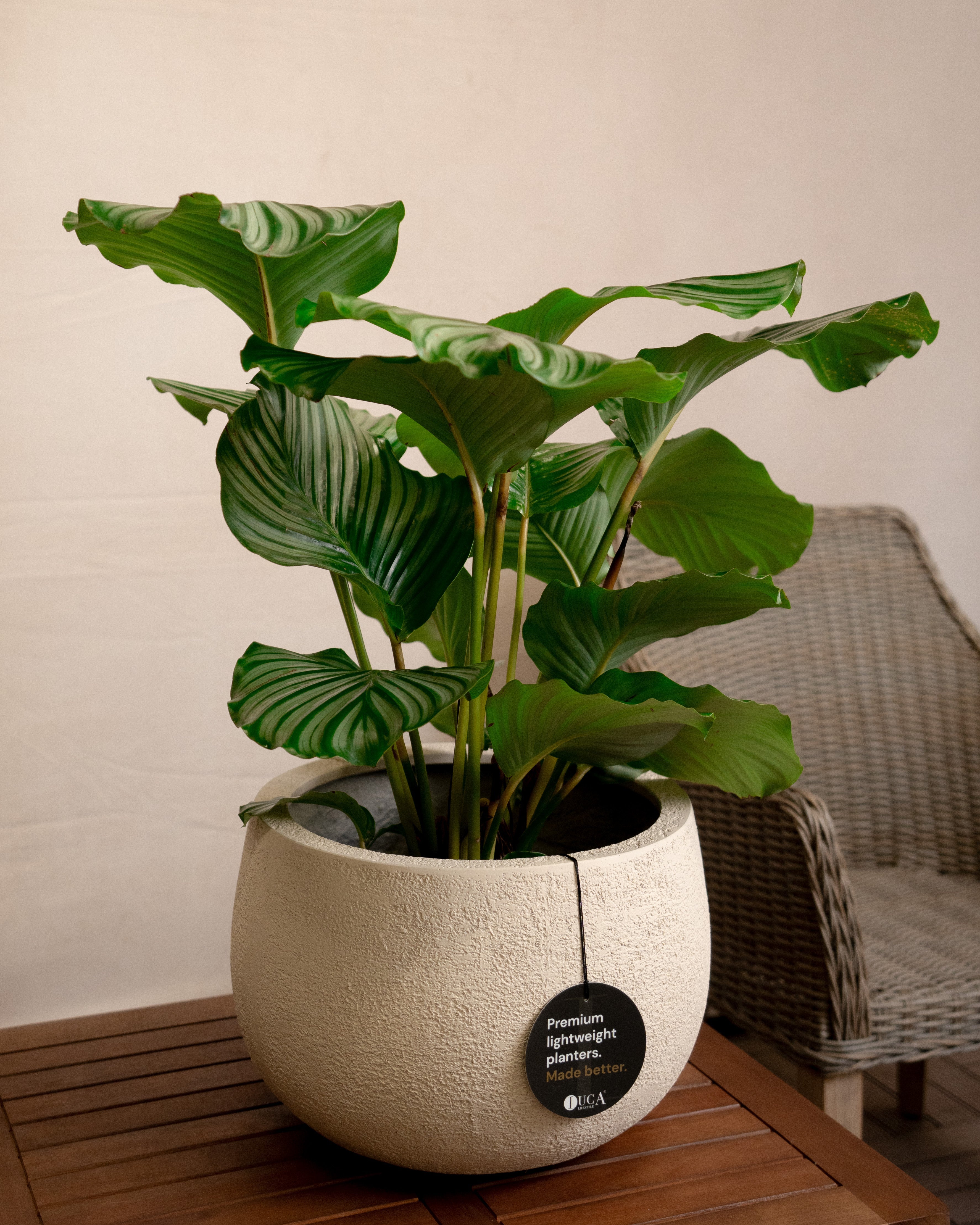 Struttura Balloon Bowl Low | Wide Profile, Dia. 30–55 cm - Acacia Garden Center