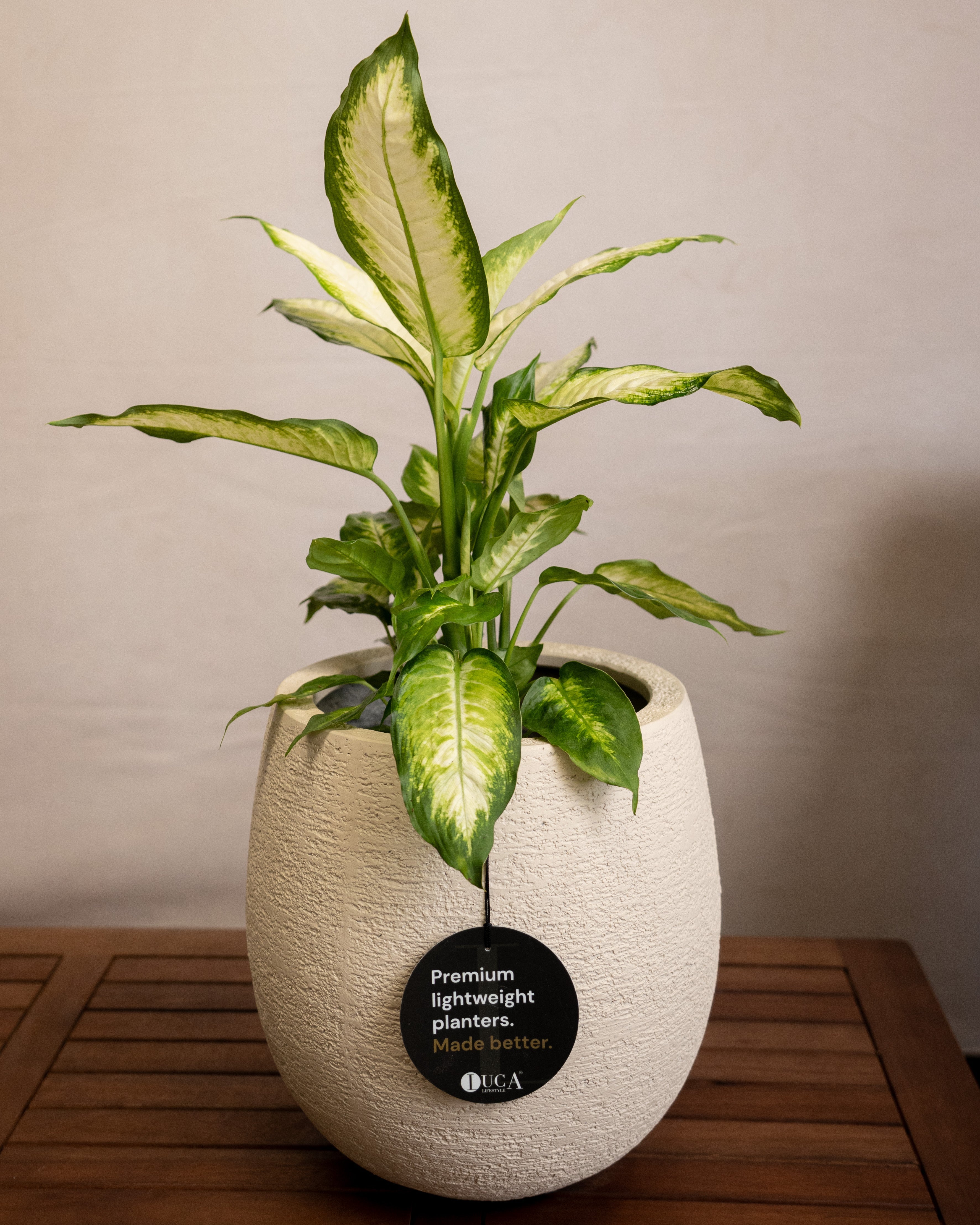 Struttura Balloon Bowl Planter | Rounded Pot, Dia. 30–55 cm - Acacia Garden Center