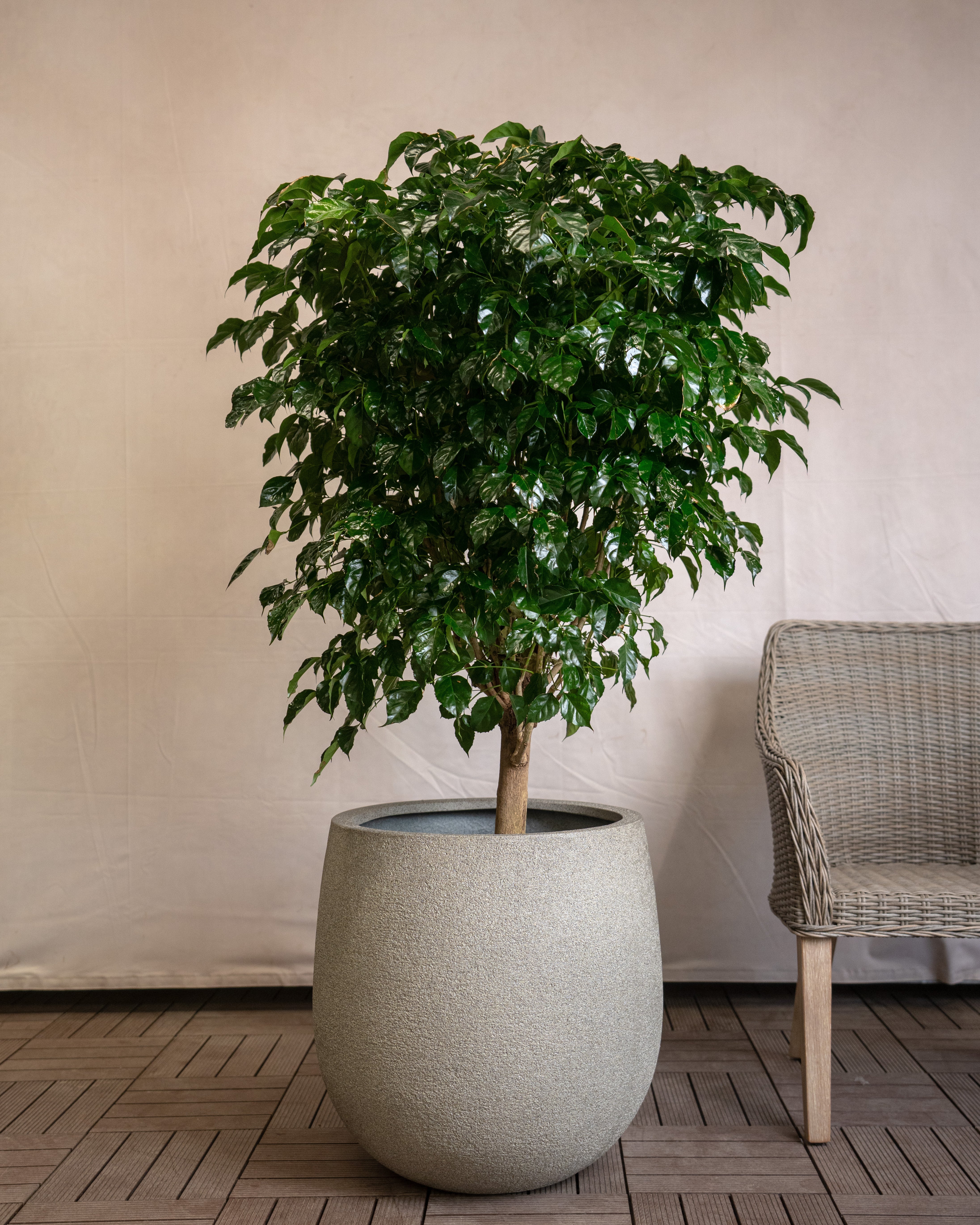 Struttura Balloon Bowl Planter | Rounded Pot, Dia. 30–55 cm - Acacia Garden Center