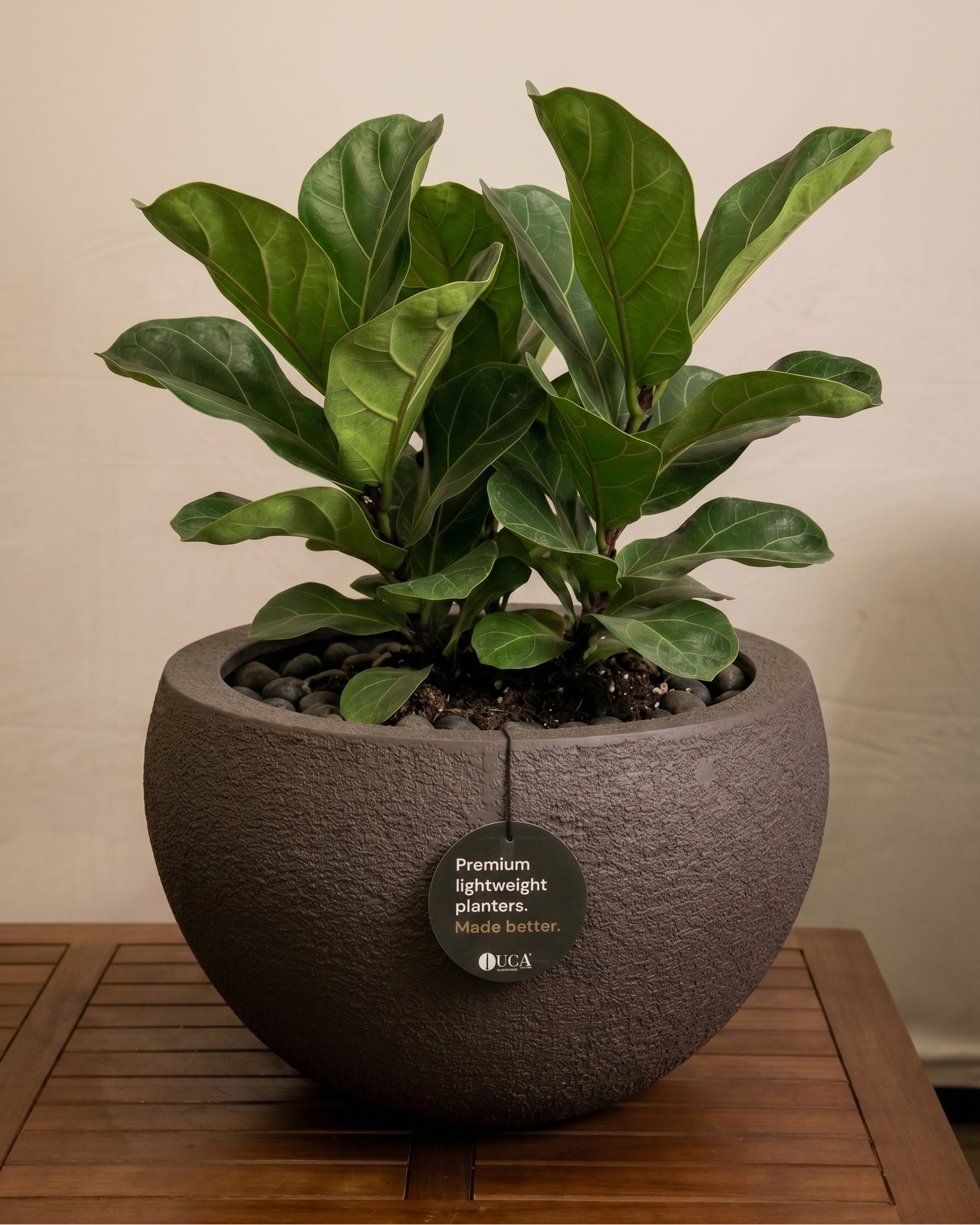 Struttura Elena Bowl | Sculptural Wide Bowl, Dia. 50–120 cm - Acacia Garden Center