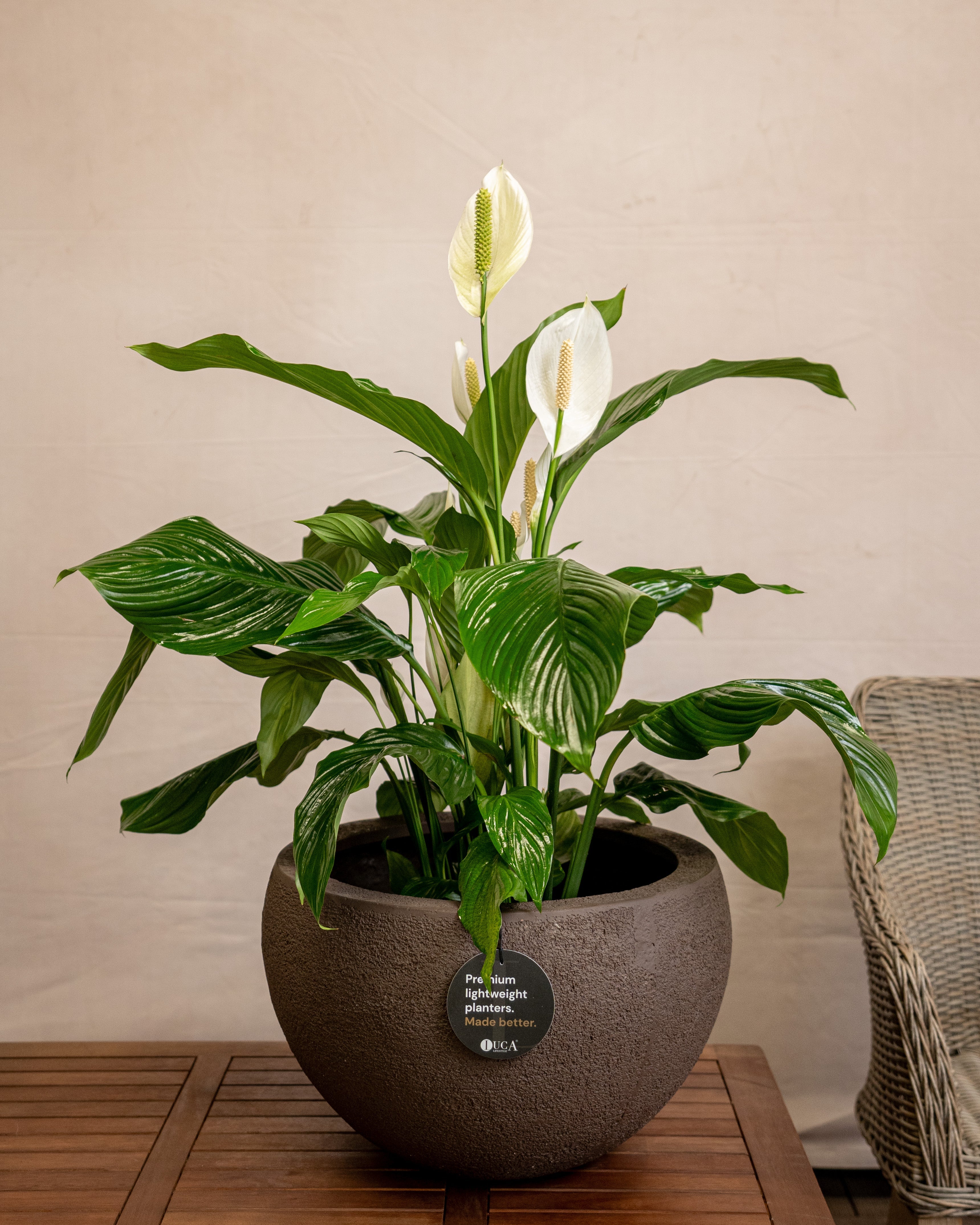 Struttura Elena Bowl | Sculptural Wide Bowl, Dia. 50–120 cm - Acacia Garden Center