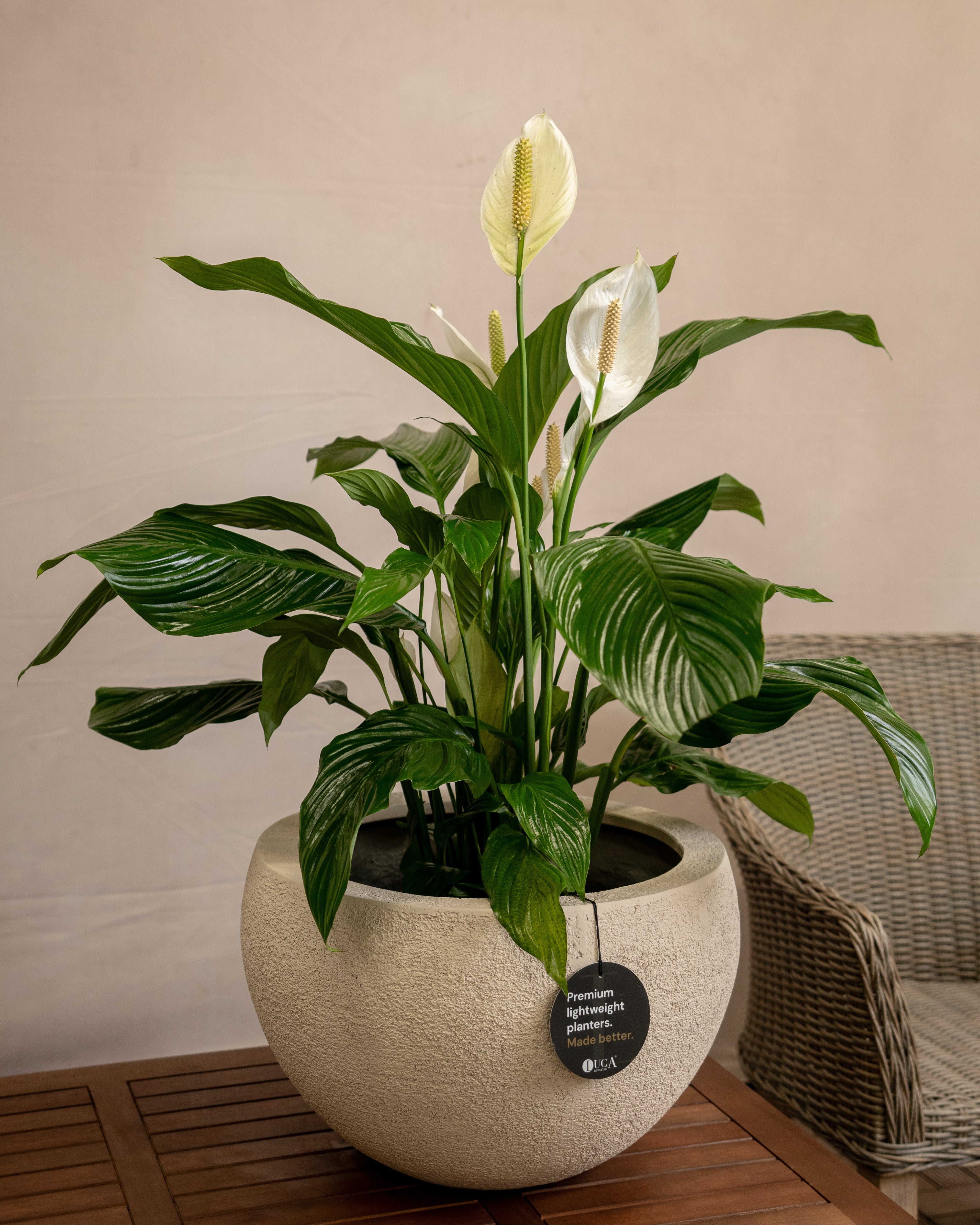 Struttura Elena Bowl | Sculptural Wide Bowl, Dia. 50–120 cm - Acacia Garden Center