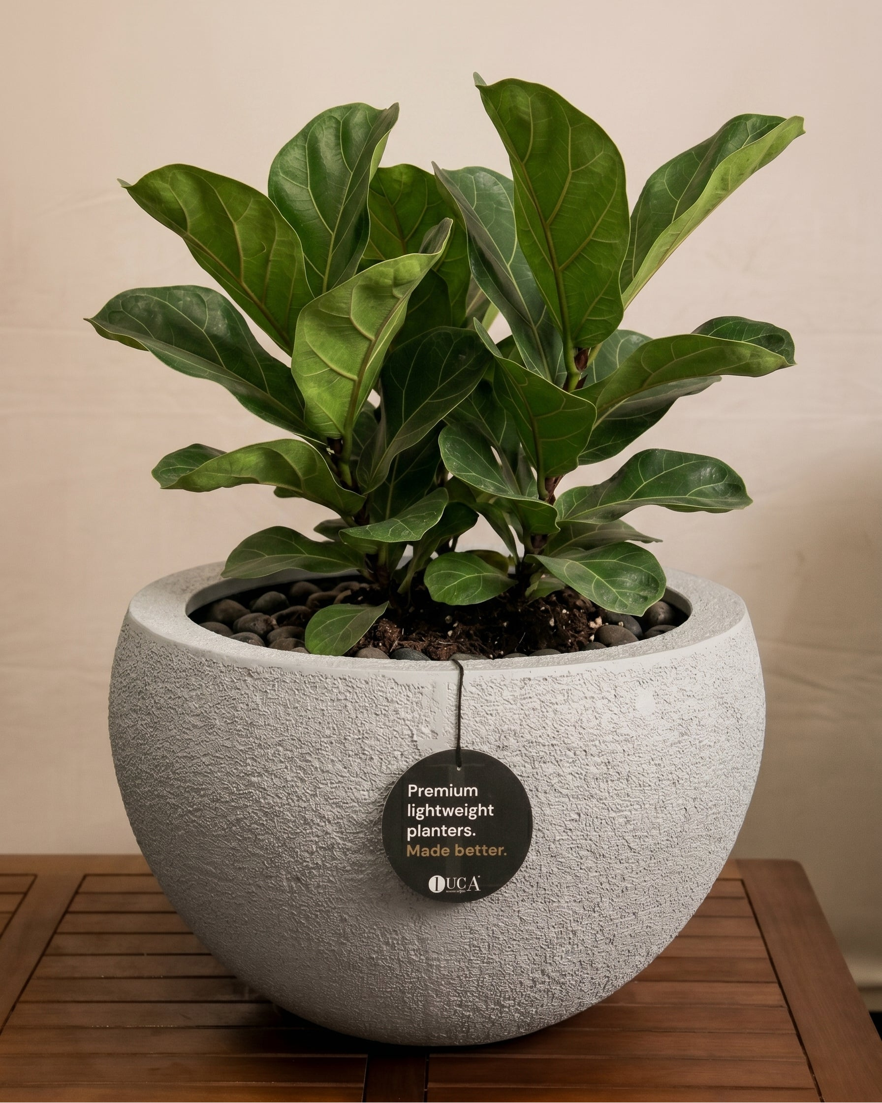 Struttura Elena Bowl | Sculptural Wide Bowl, Dia. 50–120 cm - Acacia Garden Center