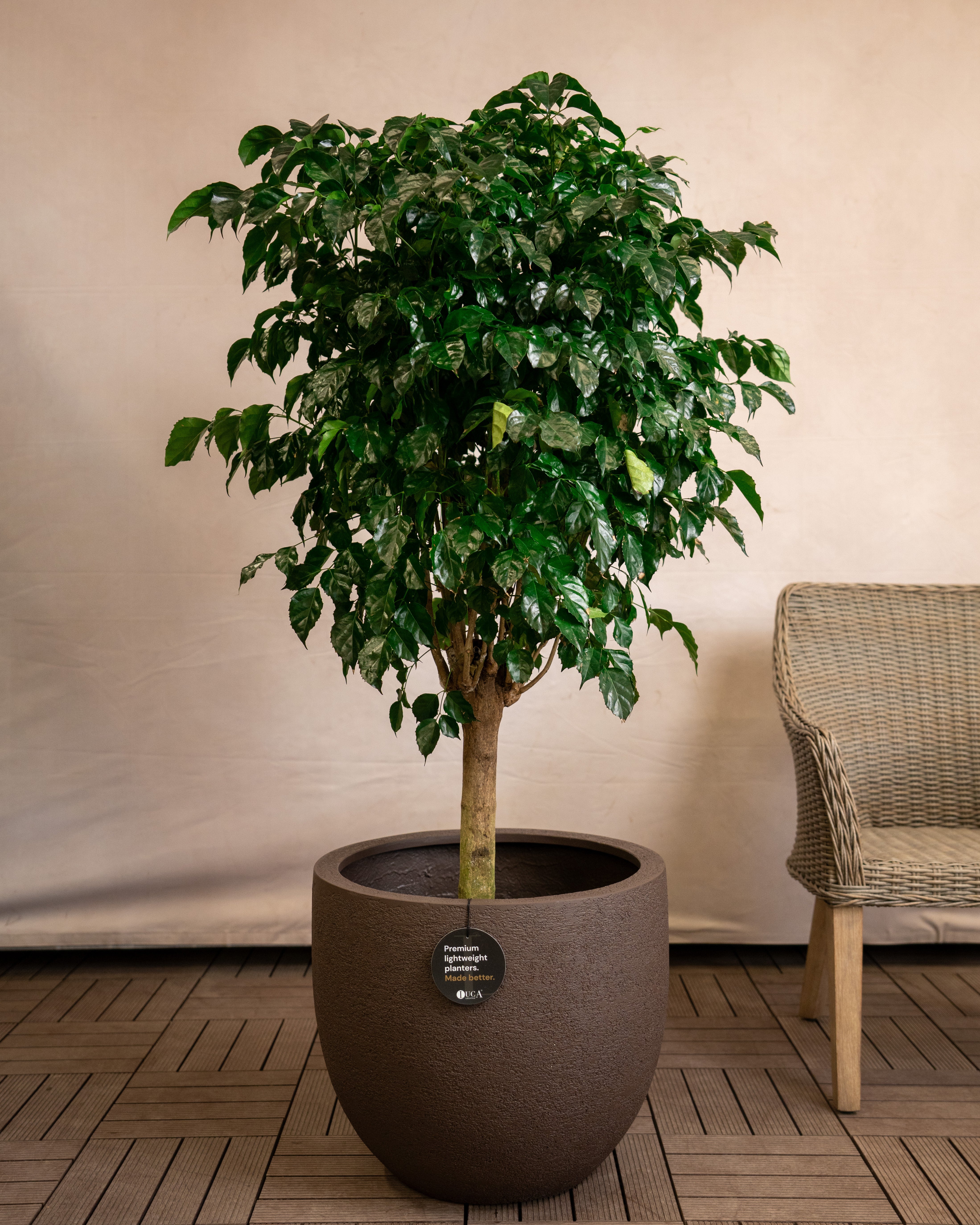 Struttura New Egg Pot | Classic Egg Shape, Dia. 36–65 cm - Acacia Garden Center