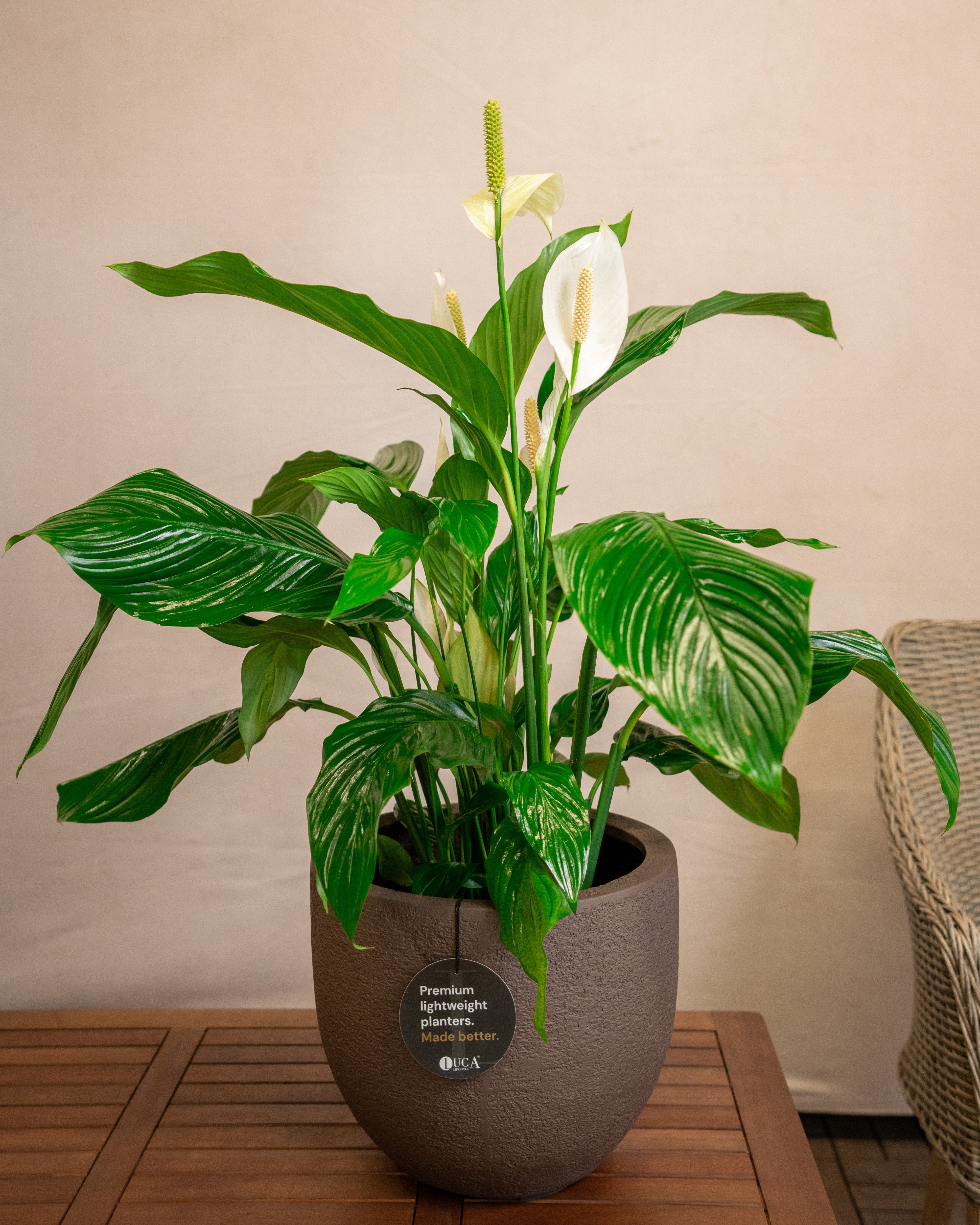 Struttura New Egg Pot | Classic Egg Shape, Dia. 36–65 cm - Acacia Garden Center