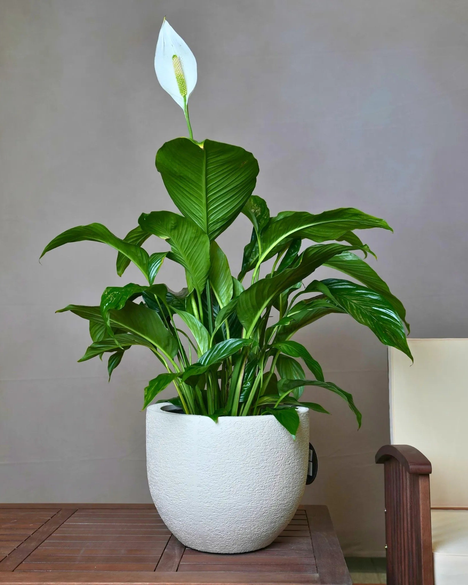 Struttura New Egg Pot | Classic Egg Shape, Dia. 36–65 cm - Acacia Garden Center