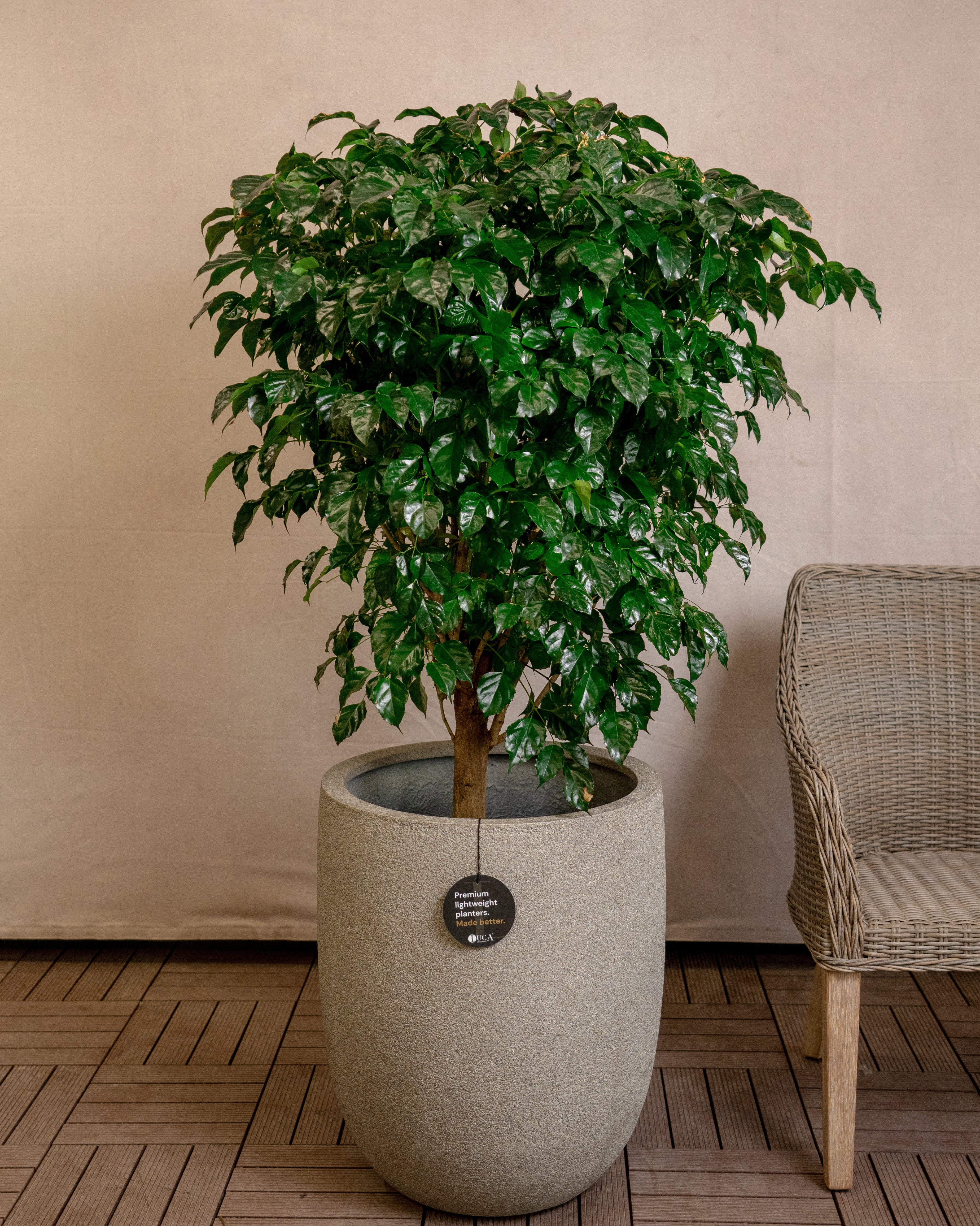 Struttura Tall Egg Pot | Elongated Egg Shape, 30–88 cm - Acacia Garden Center