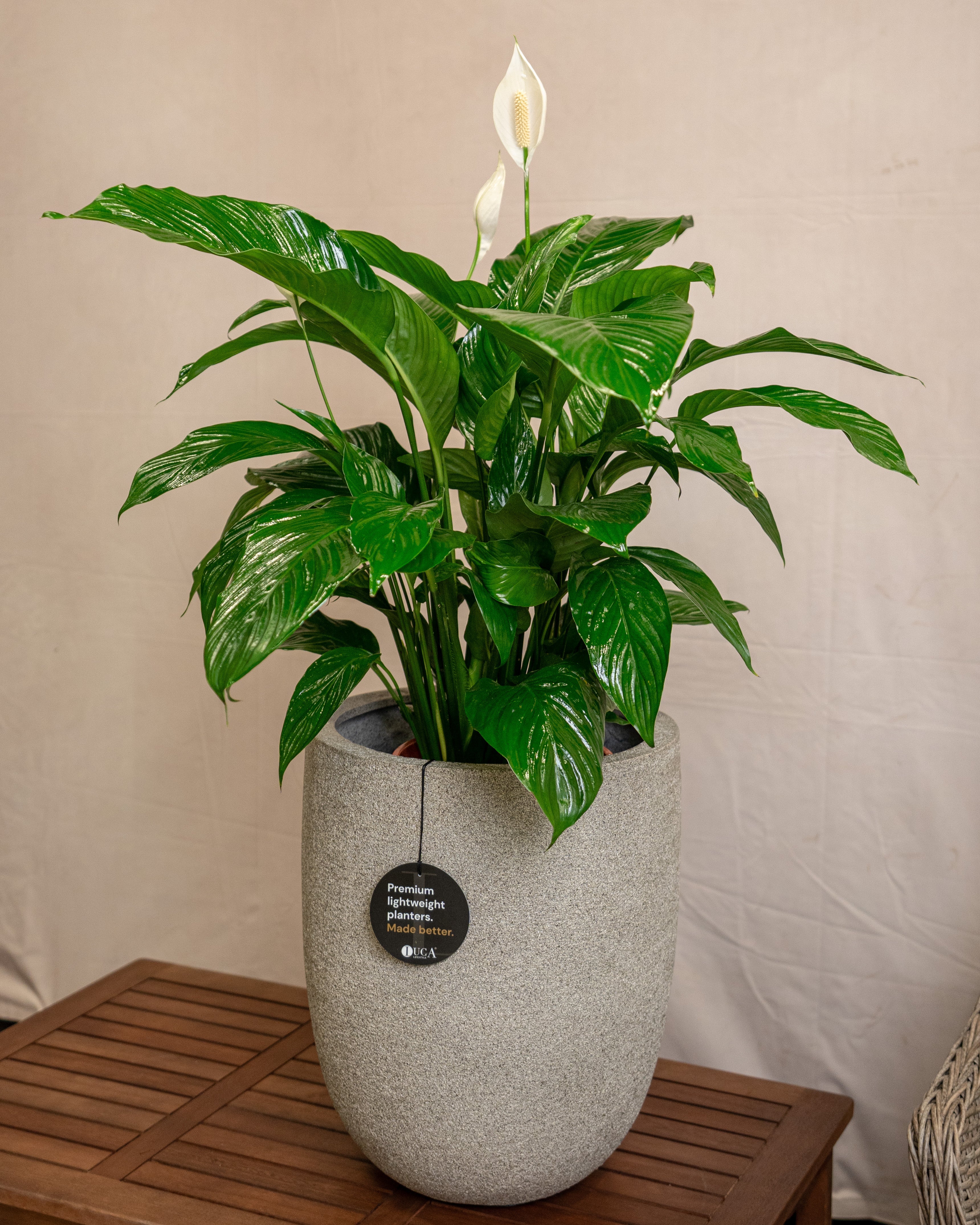 Struttura Tall Egg Pot | Elongated Egg Shape, 30–88 cm - Acacia Garden Center