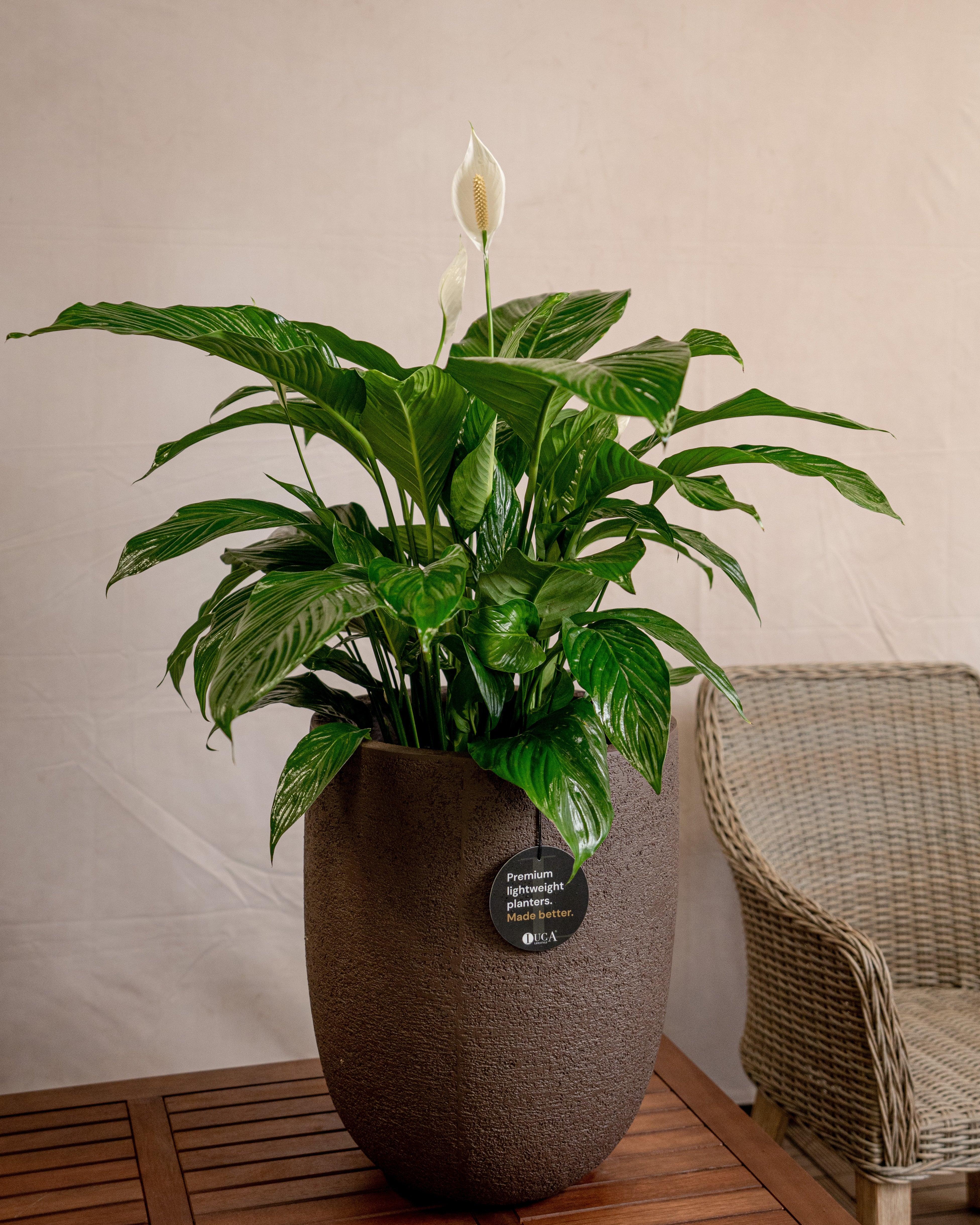 Struttura Tall Egg Pot | Elongated Egg Shape, 30–88 cm - Acacia Garden Center