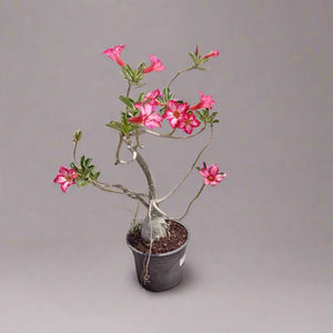 Succulent Adenium Obesum (Desert Rose) - Acacia Garden Center
