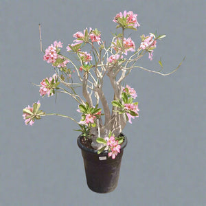 Succulent Adenium Obesum (Desert Rose) - Acacia Garden Center