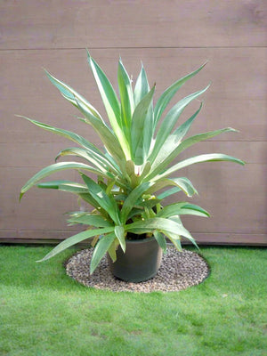 Succulent Agave Desmettiana (Smooth Agave) | 40 - 50cm - Acacia Garden Center