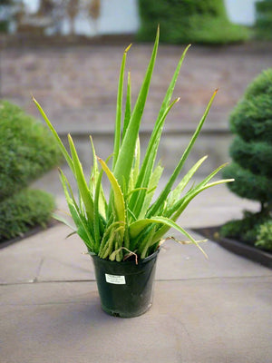 Succulent Aloe Vera (Aloe Barbadensis Miller) | 50 - 60cm - Acacia Garden Center