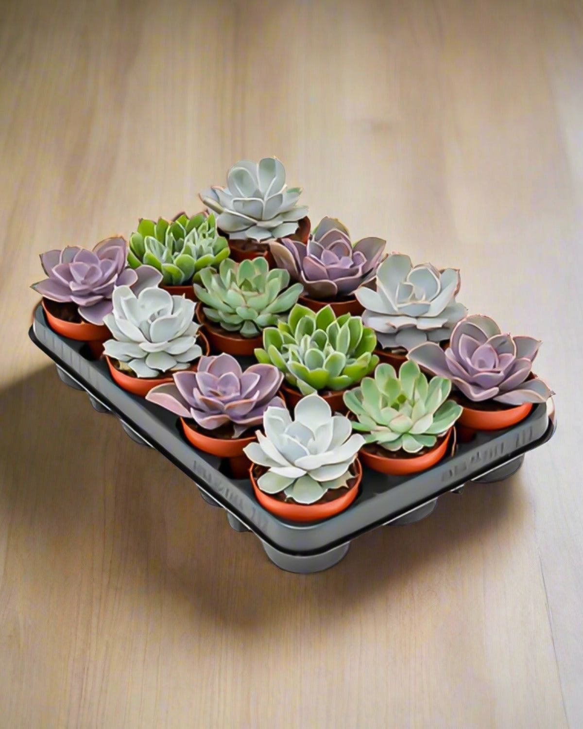 Succulent Bundle — Mixed Echeveria (Echeveria sp.) | 5.5–8.5 cm - Acacia Garden Center