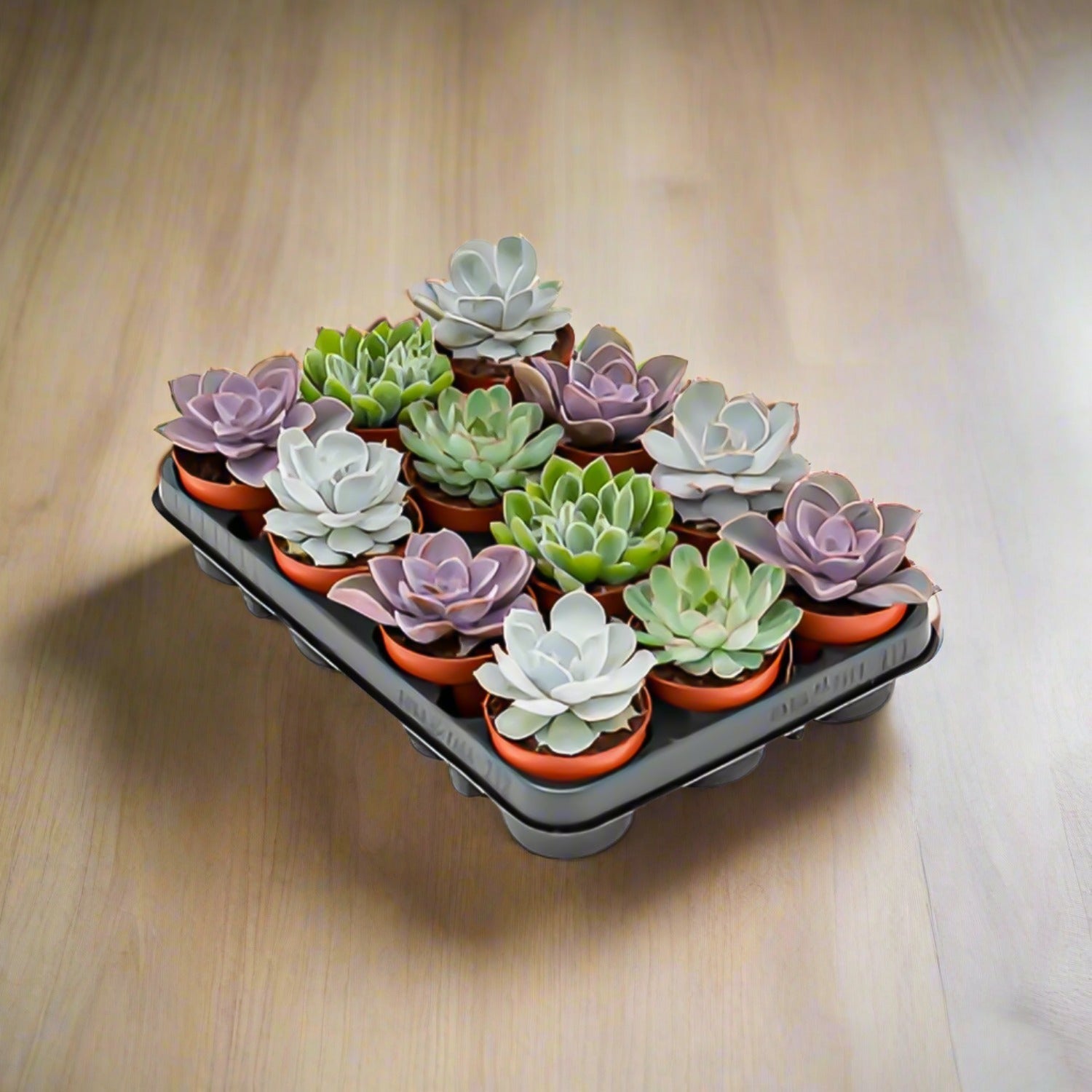 Succulent Bundle — Mixed Echeveria (Echeveria sp.) | 5.5–8.5 cm - Acacia Garden Center