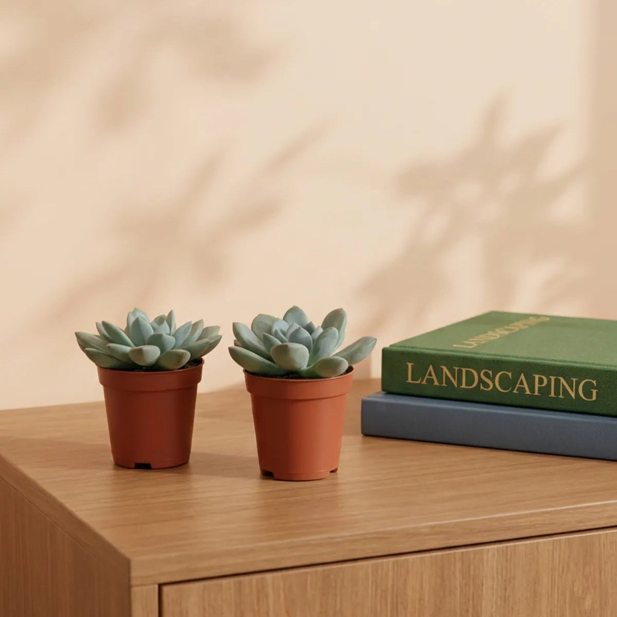 succulents dubai Buy Succulent Bundle