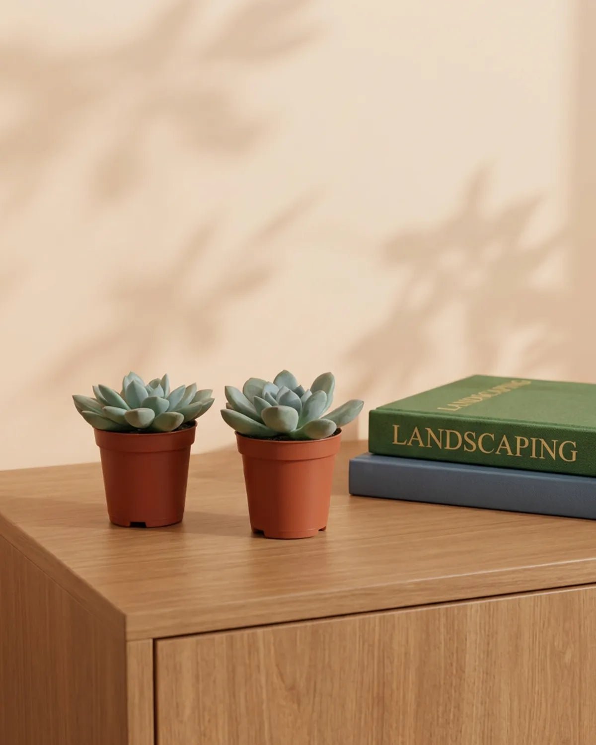Succulent Bundle — Mixed Echeveria (Echeveria sp.) | 5.5–8.5 cm - Acacia Garden Center