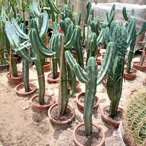 Succulent Cactus Myrtillocactus | 60 - 70 cm - Acacia Garden Center