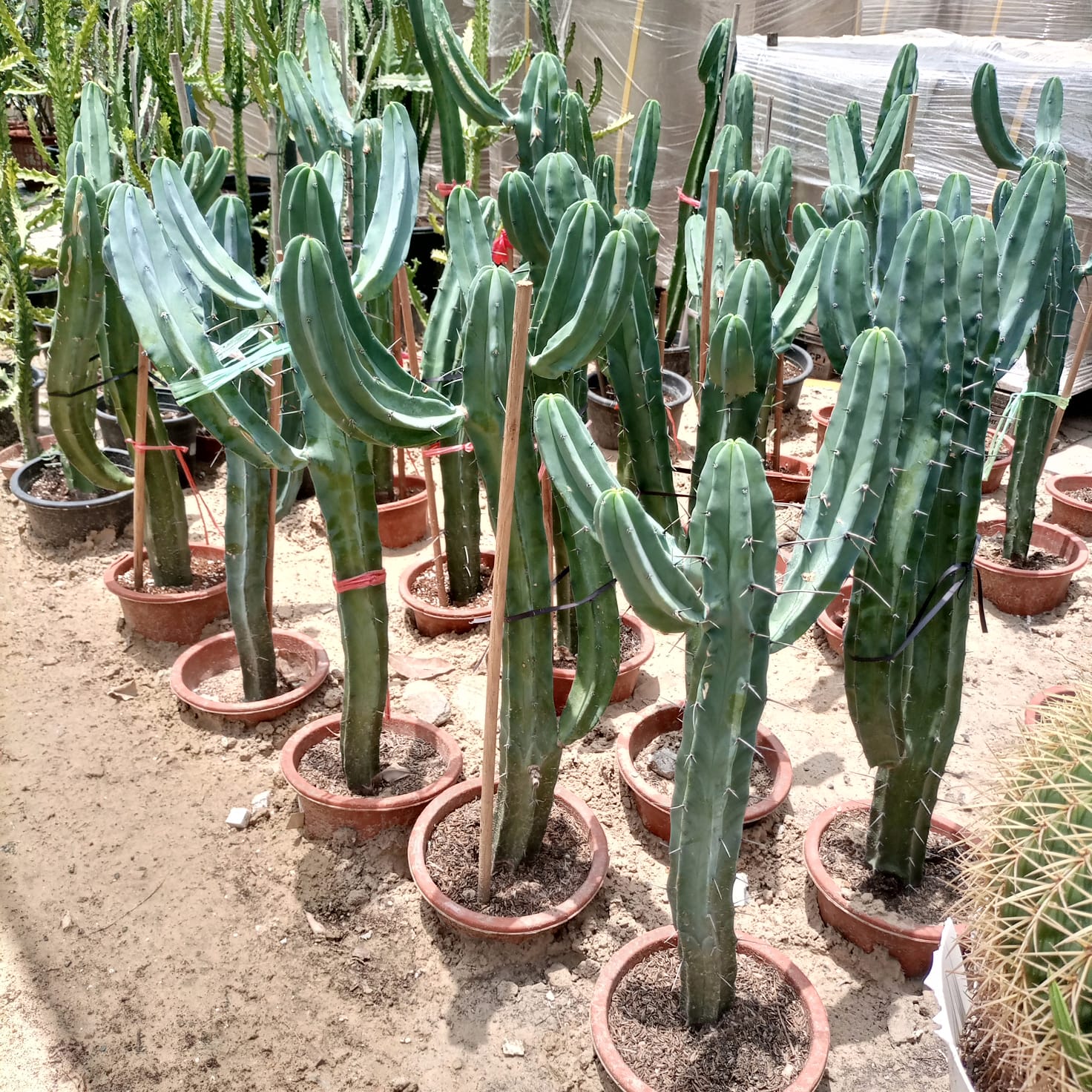 Succulent Cactus Myrtillocactus | 60 - 70 cm - Acacia Garden Center