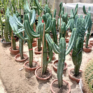 Succulent Cactus Myrtillocactus | 60 - 70 cm - Acacia Garden Center