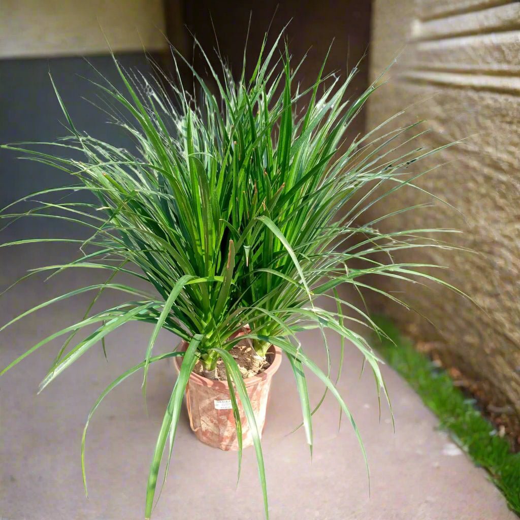 Succulent Dracaena Draco - Acacia Garden Center