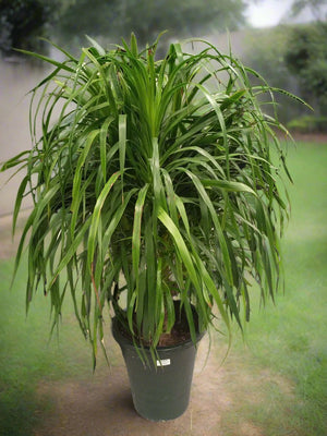 Succulent Dracaena Draco - Acacia Garden Center