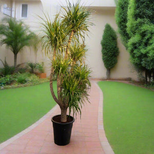 Succulent Dracaena Draco (Multihead) | 1.8 - 2.0 m - Acacia Garden Center