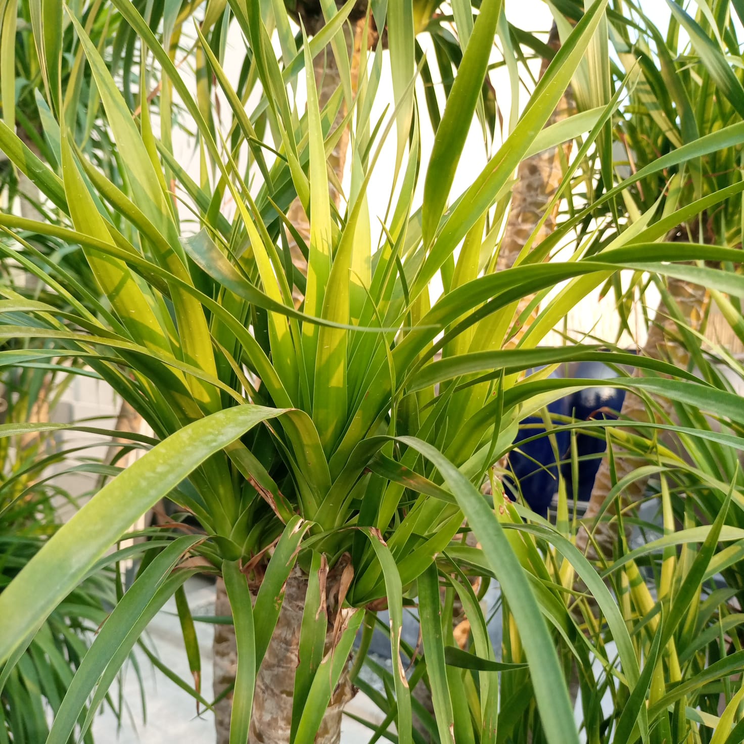 Succulent Dracaena Draco (Multihead) | 1.8 - 2.0 m - Acacia Garden Center