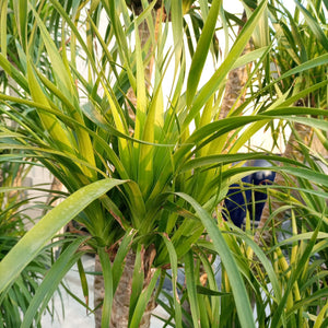 Succulent Dracaena Draco (Multihead) | 1.8 - 2.0 m - Acacia Garden Center