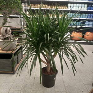 Succulent Dracaena Draco (Yucca | Dragon tree) | Multi - Stem - Acacia Garden Center