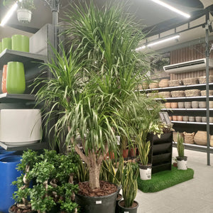 Succulent Dracaena Draco (Yucca | Dragon tree) | Multi - Stem - Acacia Garden Center