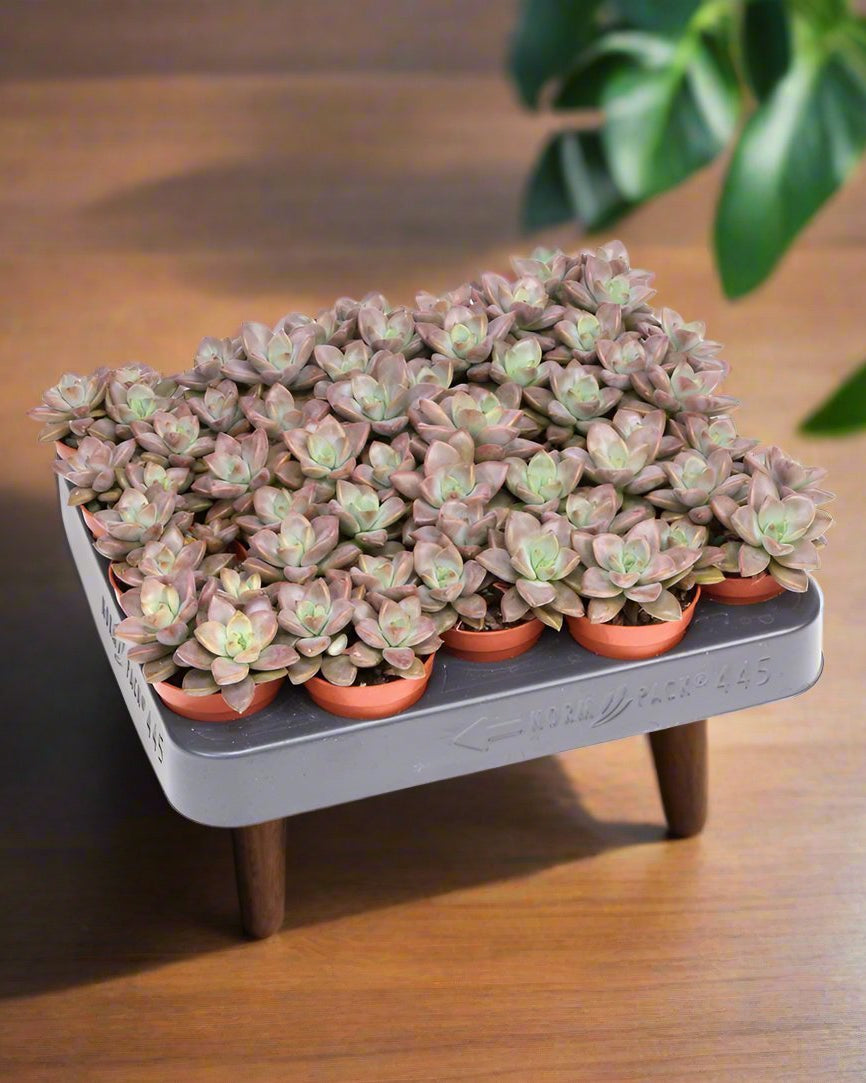 Succulent Echeveria Bordeaux Hard | 10 - 12cm - Acacia Garden Center