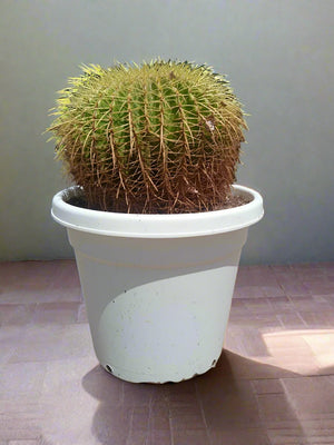 Succulent Echinocactus Grusonii (Golden Barrel Cactus) - Acacia Garden Center