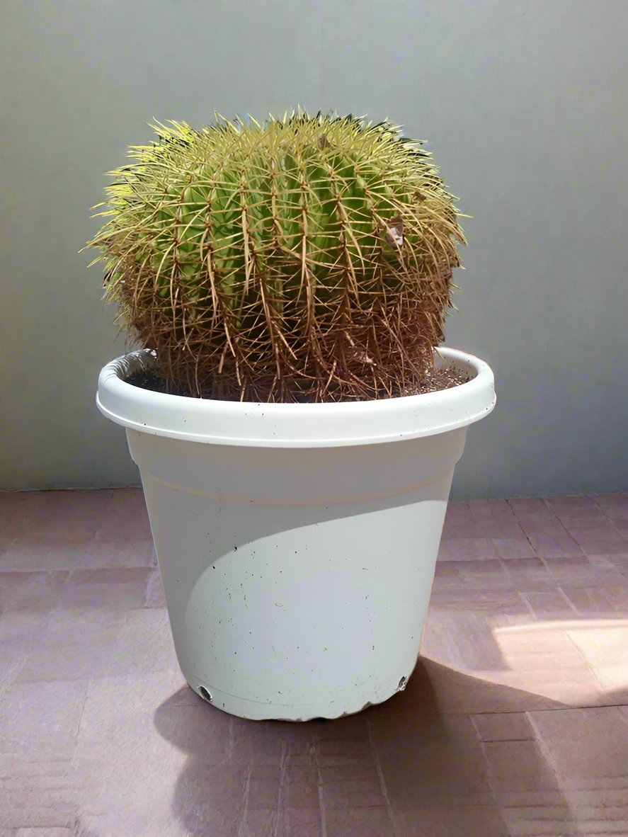 Succulent Echinocactus Grusonii (Golden Barrel Cactus) - Acacia Garden Center
