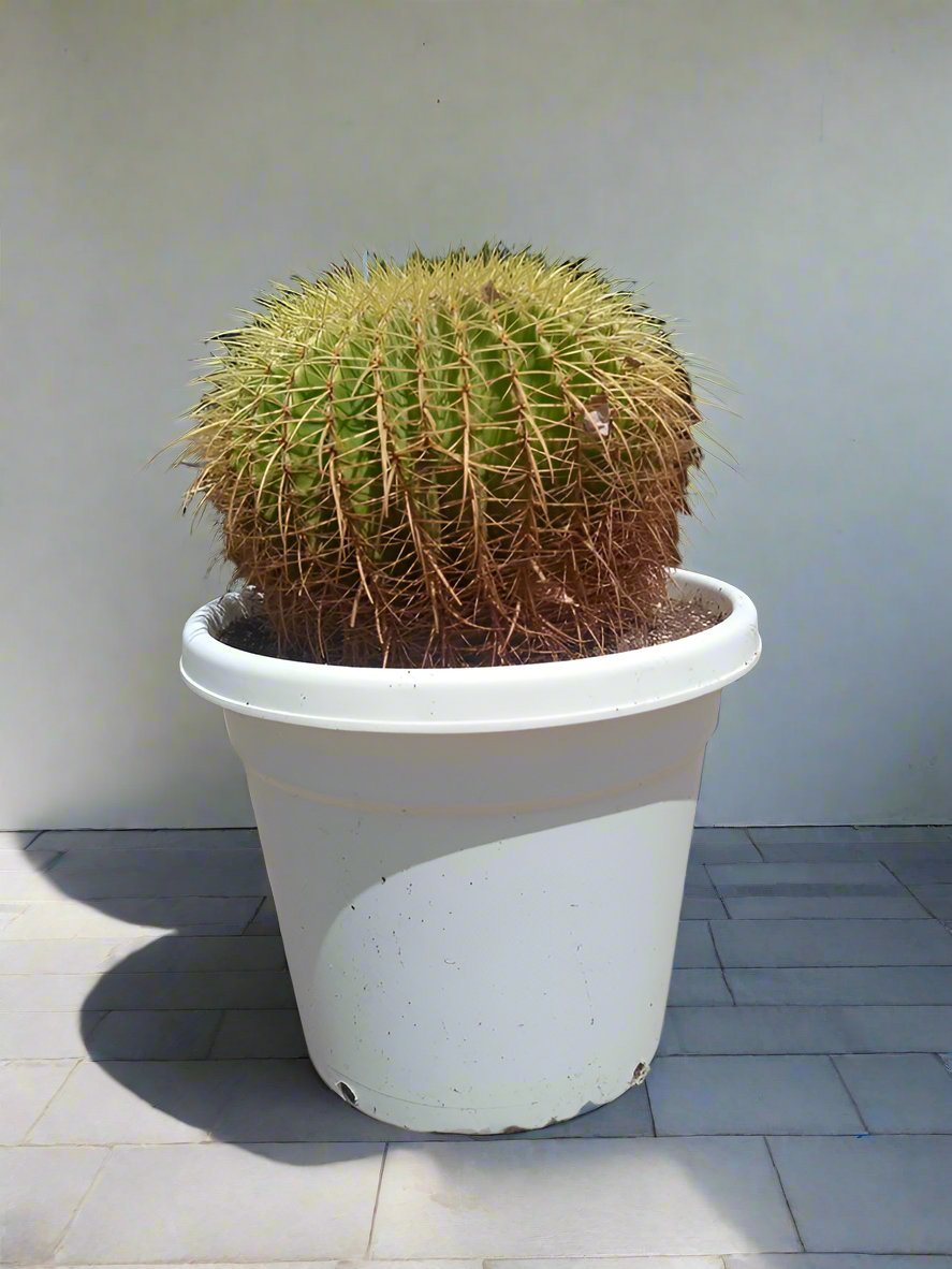 Succulent Echinocactus Grusonii (Golden Barrel Cactus) - Acacia Garden Center