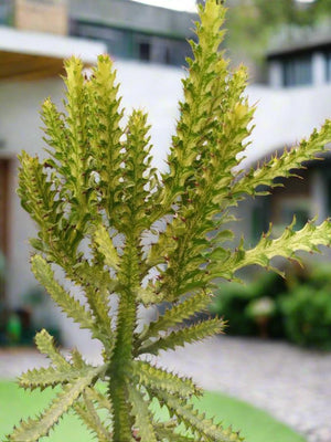 Succulent Euphorbia Lactea (Cristata Dragon) - Acacia Garden Center